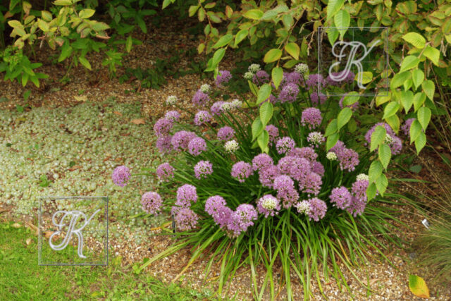 Fullers Mill õied Allium 'Millenium' oied 32