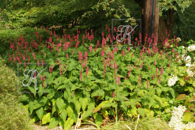 Fullers Mill õied Persicaria Bistorta oied 34