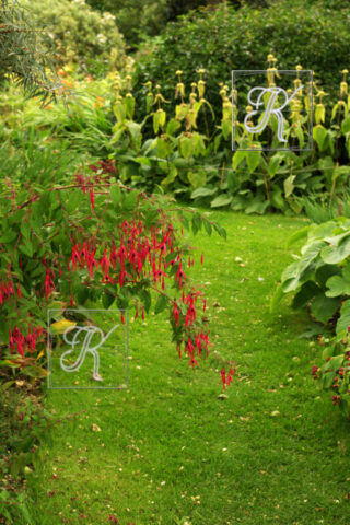Fullers Mill õied Fuchsia oied 36