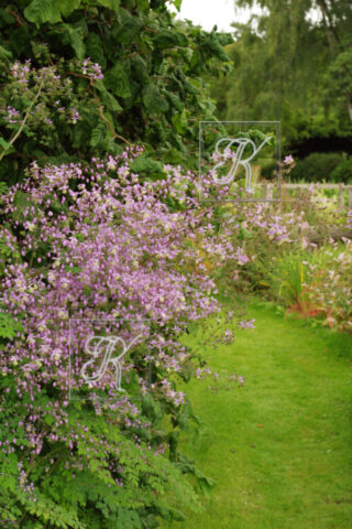 Fullers Mill õied Thalictrum oied 40