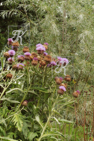 Fullers Mill õied Artišokk Cardoon oied 42