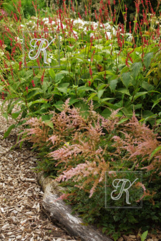 Fullers Mill õied Astilbe Persicaria oied 44