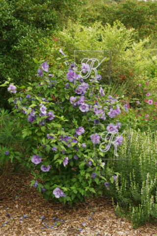 Fullers Mill õied Hibiscus oied 45 (1)