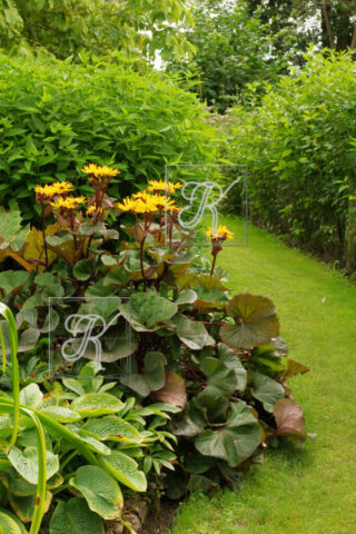 Fullers Mill õied Ligularia oied 47 (1)